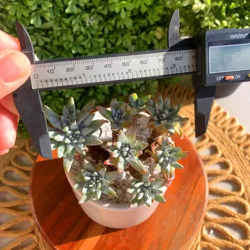 Miniatura 4 de Dudleya Gnoma S.W.McCabe - Plantas suculentas vivas raras, más de 5 cabezas, tamaño de maceta de 3.4 pulgadas, planta viva rosa, excluye tierra