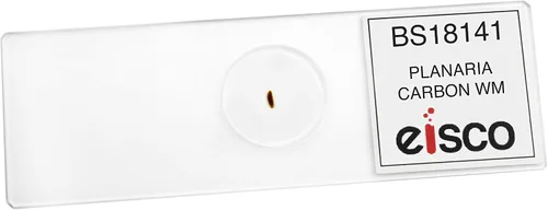 Miniatura 2 de EISCO 25PK Carbon Fed Planaria, Wholemount - Prepared Microscope Slides Classroom Pack, 25 in Storage Case Biology & Microscopy- Eisco Labs
