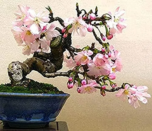 Miniatura 3 de 10 semillas de árbol bonsái Sakura