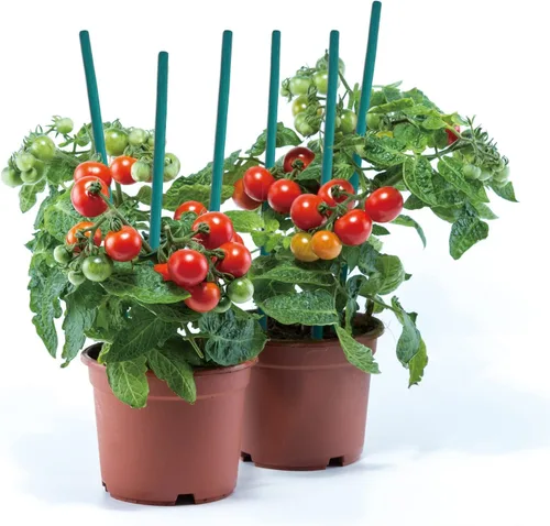 Miniatura 5 de GAGINANG - Juego de 25 estacas de bambú verde para plantas de interior, estacas resistentes de bambú para plantas de interior y exterior, paquete