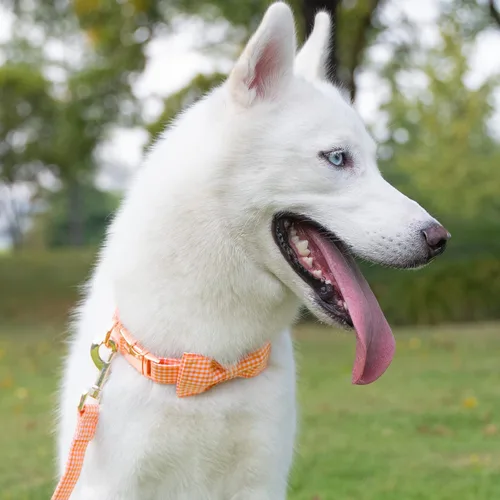 Miniatura 4 de Tunkoo Collar para perro con pajarita, elegante, a cuadros, suave, cómodo, de algodón, ajustable, hebilla de metal de alta calidad, pequeño, Cuello