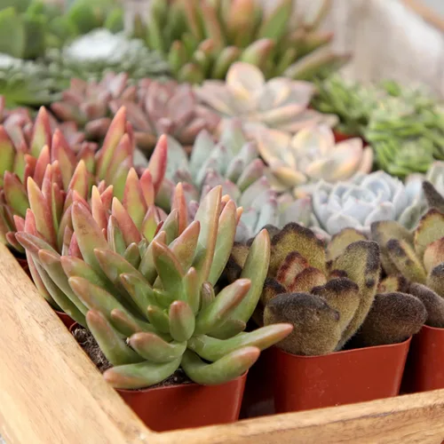Miniatura 4 de Altman Plants Suculentas vivas de lujo (paquete de 6), sin duplicados, variedades y formas surtidas, fácil cuidado de las plantas, macetas de 2