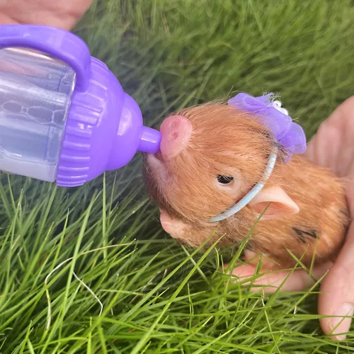 Miniatura 3 de OtardDolls Muñecas de cerdo mini realistas, muñecas de cerdito reborn de silicona completa de 5 pulgadas, cerdito recién nacido súper suave