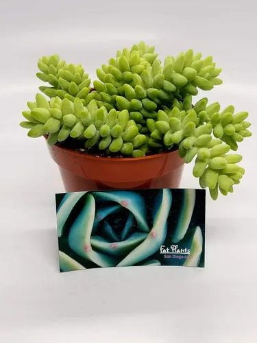 Miniatura 2 de Suculentas vivas de 4 pulgadas Cola de Burro, plantas suculentas totalmente enraizadas, plantas suculentas colgantes y arrastradas, Sedum Burrito