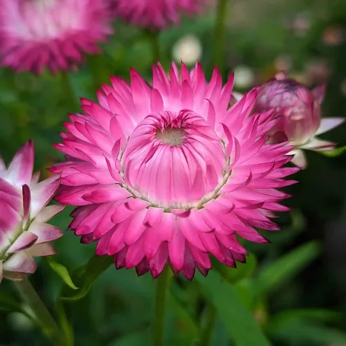 Miniatura 5 de Eden Brothers Semillas de fresa - Rosa brillante