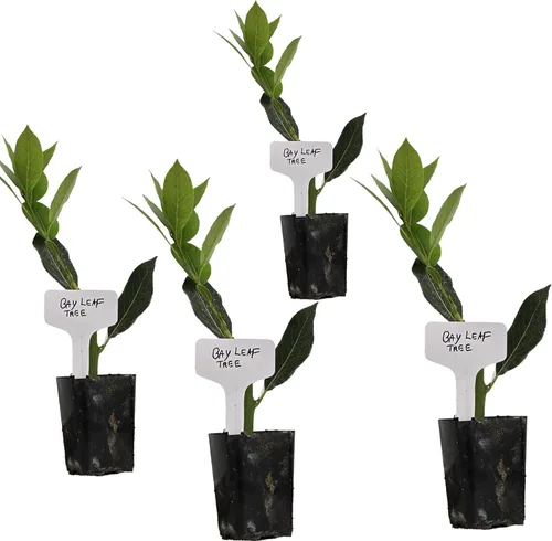 Miniatura 6 de Hoja de laurel mediterránea, planta viva de laurel de laurel. Variedad estándar - Laurus Nobilis. Planta viva. Fragante, fresca, comestible. Lo