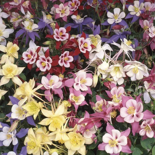 Miniatura 8 de Outsidepride Semillas de columbina mixtas, 1000 piezas de semillas de flores perennes, fáciles de cultivar para plantar, adecuadas para jardín apto