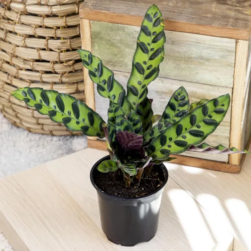 Miniatura 12 de Calathea - Plantas de oración vivas (4 unidades), plantas de interior aptas para mascotas, paquete de plantas de interior de oración, mezcla
