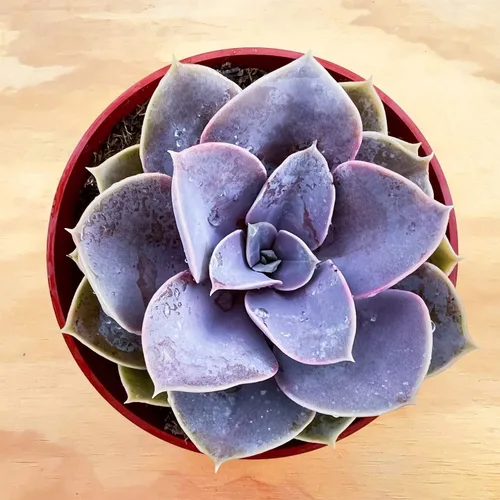 Miniatura 2 de Sprout N Green Echeveria 'Perle von Nürnberg', suculenta viva totalmente enraizada en maceta de 4 pulgadas, planta de casa para decoración de boda