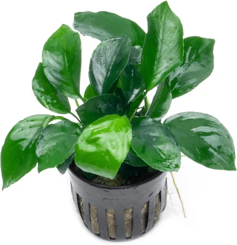 Miniatura 35 de SubstrateSource Plantas vivas – Anubias Hastifolia (Anubias hastifolia) – Luz baja a moderada, hojas en forma de flecha de color verde medio a