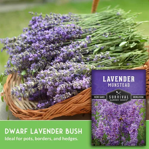 Miniatura 4 de Munstead - Semillas de Lavanda Inglesa para Plantar – Hierba Perenne Enana Compacta Resistente para Jardines Interiores o Exteriores, Flor