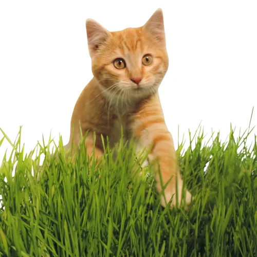Miniatura 4 de Thunder Acres - Semilla de trigo prémium sin OMG, semillas de hierba de gato, pasto de trigo, trigo rojo duro de invierno (1 libra)
