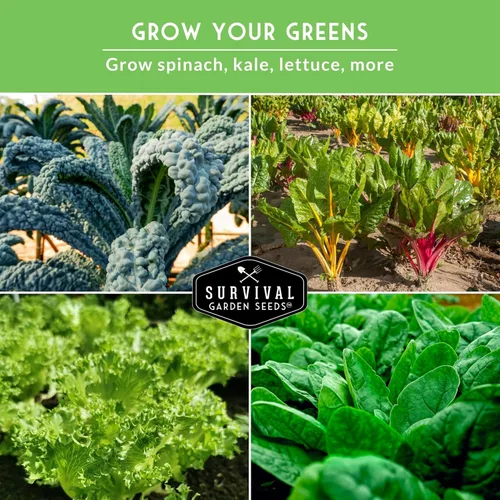 Miniatura 4 de Survival Garden Seeds Colección 5 Verduras Bóveda de Semillas – Cultiva Vegetales de Hoja Verde Reliquia Sin OGM – Espinaca Viroflay, Rúcula, Col
