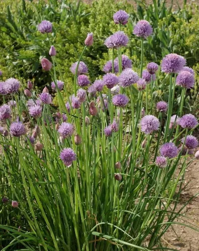 Miniatura 2 de 500 semillas de cebollino de jardín, sin OMG, semillas siempre frescas. Semillas de siembra para el jardín de verduras y hierbas en el hogar