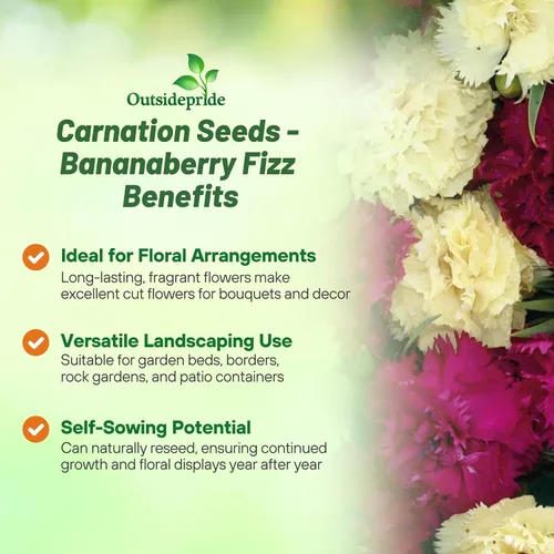 Miniatura 3 de Outsidepride Semillas de clavel de Bananaberry Fizz - 100 semillas de flores perennes, fáciles de cultivar para plantar con flores fragantes