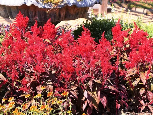 Miniatura 4 de TomorrowSeeds - Semillas de celosia rojo escarlata Plume - Más de 500 unidades - para plantar Celosia roja Argentea Plumosa Plumosa Cockscomb
