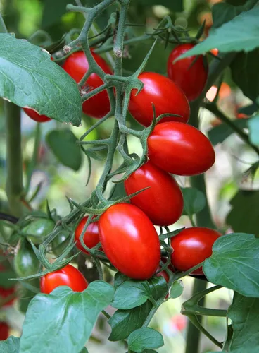 Miniatura 4 de Más de 300 semillas de tomate Roma, semillas de primera calidad cultivadas en Estados Unidos sin OMG para plantar por RDR Seeds