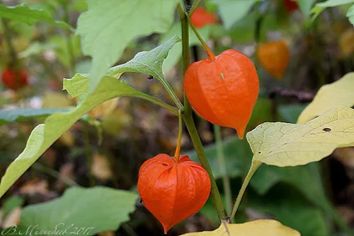 Miniatura 2 de Más de 200 Semillas Fresa Cereza Molida - Physalis - Naranja Vegetal