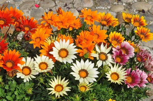 Miniatura 6 de Semillas Treasure Flower Mix (Gazania) Flores anuales para plantar