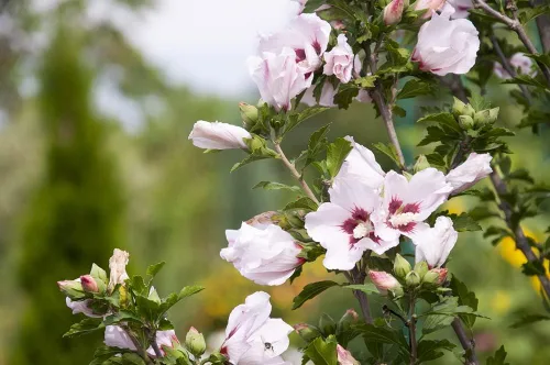 Miniatura 3 de Semillas de malvavisco (Althaea Officinalis) - 100 semillas - Semillas de hierbas de jardín de malva de pantano para plantar