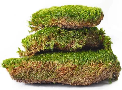 Miniatura 4 de SuperMoss (21539) Mood Moss preservado, bolsa de 200 pulgadas cúbicas (aprox. 8 onzas), verde fresco