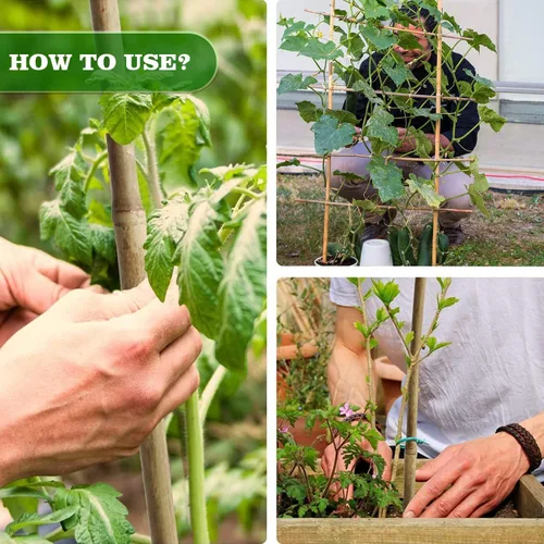 Miniatura 6 de Jollybower 30 piezas de estacas de bambú de 3/10" D más gruesas y resistentes de 2 pies, estacas naturales de jardín para tomate, frijol, flores