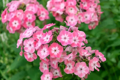 Miniatura 4 de 100 Phlox de Oveja Mezcla Pastel Phlox Drummondii Semillas de Flores Multicolor