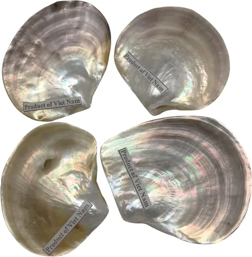 Miniatura 4 de PEPPERLONELY 4 unidades de plata perla M.O.P. Natural Pearl Oyster Sea Shells, 2-1/2 pulgadas ~ 3-3/4 pulgadas