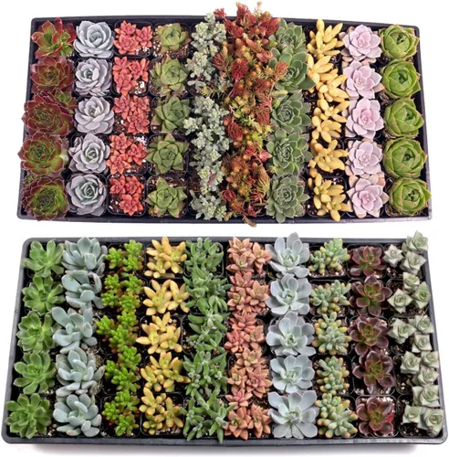 Mountain Crest Gardens Paquete a granel de suculentas surtidas, 100 plantas vivas en macetas de 2 pulgadas, suculentas reales para interiores y
