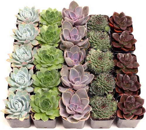 Mountain Crest Gardens Rosette - Paquete a granel de suculentas – 25 plantas vivas, 5 de cada variedad, enraizadas en macetas de 2 pulgadas,