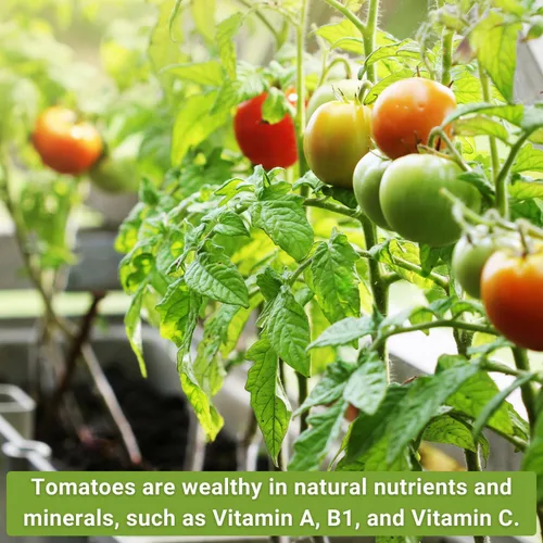 Miniatura 4 de Sow Right Seeds - Colección clásica de semillas de tomate para plantar - Cherokee Purple, Beefsteak, Large Red Cherry, Rutgers y Roma - Variedades