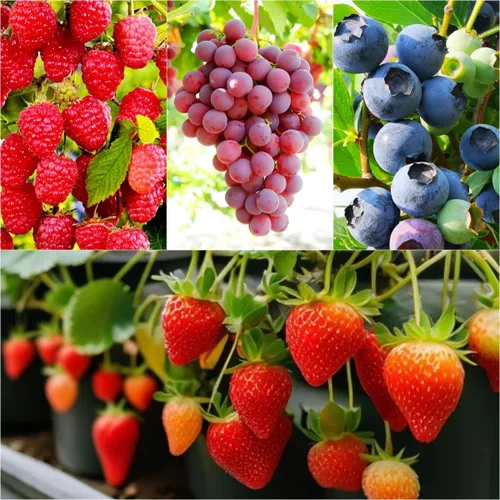 1700 semillas de frutas mixtas para plantar en jardín, 4 variedades: fresa, frambuesa, arándano, uva, reliquia sin OMG