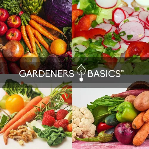 Miniatura 5 de Gardeners Basics Semillas de hortalizas de invierno, otoño y primavera para plantar Cultivos de clima fresco 8 variedades: guisantes de azúcar