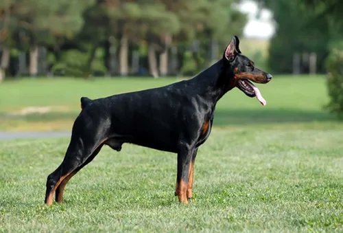 Miniatura 3 de Dean y Tyler DT Freedom Winter #5 Bozal, Doberman