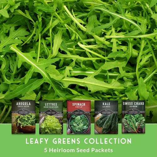 Miniatura 3 de Survival Garden Seeds Colección 5 Verduras Bóveda de Semillas – Cultiva Vegetales de Hoja Verde Reliquia Sin OGM – Espinaca Viroflay, Rúcula, Col