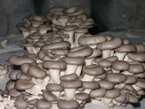 Miniatura 2 de Hongos ostra esporas no GMO Heirloom 100 semillas