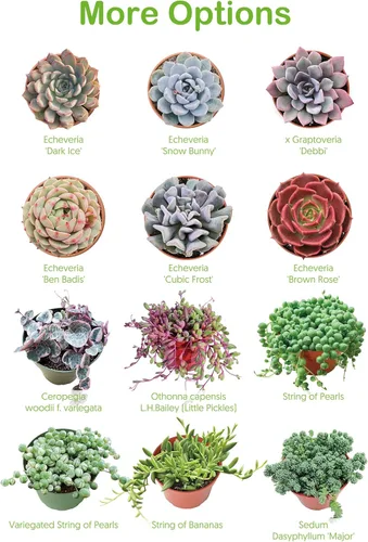 Miniatura 2 de Suculentas vivas de 2 pulgadas de jade trompeta, raras plantas suculentas totalmente enraizadas en macetas, planta de casa única para bricolaje