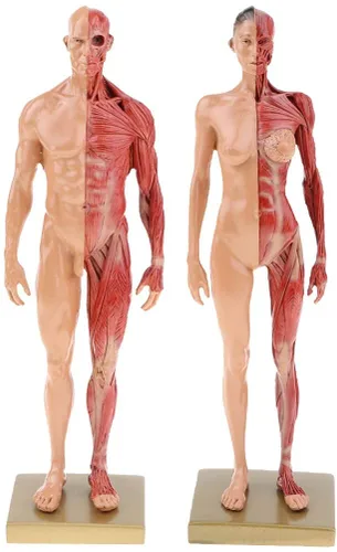 Miniatura 7 de BONEW Resina masculina y femenina de 11.8 in, anatomía anatómica humana, cabeza de cráneo, modelo de cuerpo, modelo de hueso muscular