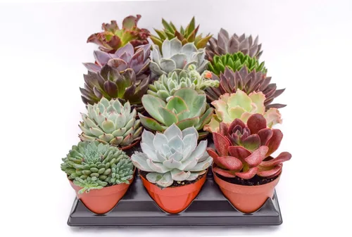 Live Echeveria - Plantas suculentas (paquete de 15) – Surtido de 4 pulgadas – Suculentas Echeveria totalmente enraizadas – Juego de suculentas de
