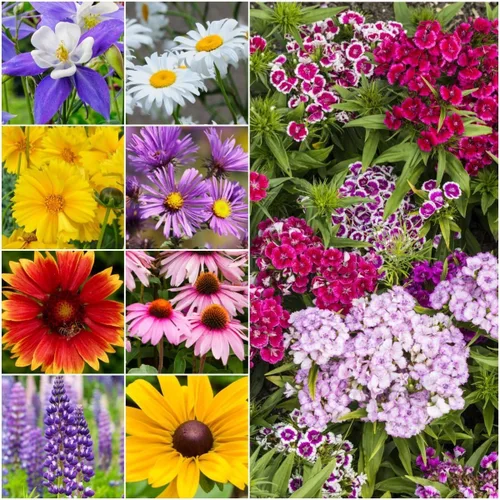 Miniatura 10 de Seed Needs Mezcla de semillas polinizadoras Mezcla de miel de abejas Flores silvestres A granel 1 onza 12,500+ semillas originales 20 variedades