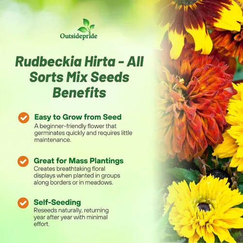 Miniatura 3 de Outsidepride All Sorts Mix Rudbeckia Seeds - 100 unidades. Semillas de flores anuales, fáciles de cultivar y auto-siembradas para plantar flores