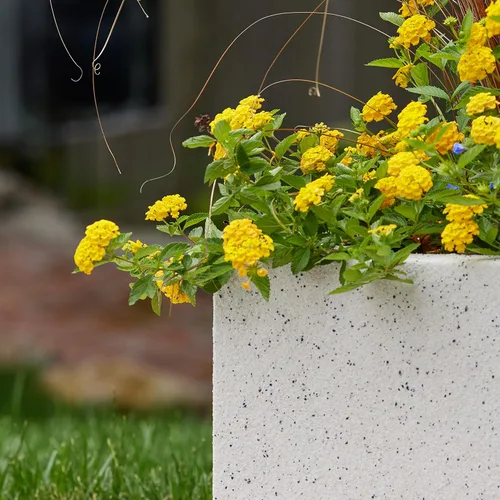 Miniatura 4 de PolyStone Kensington - Maceta con pedestal, 16 x 16 x 36 pulgadas, caja alta y ligera para interiores y exteriores, para porche, resina moderna