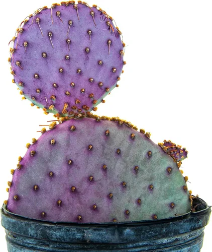 Miniatura 5 de Cactus Outlet - Plantas de cactus de tuna de Santa Rita vivas - Plantas de cactus vivas - Cactus de Santa Rita - Planta de tuna viva - Plantas