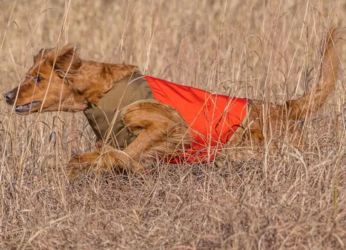 Miniatura 5 de CUGA Chaleco Serious Protection for The Active Dog (MED, Naranja/Coyote)