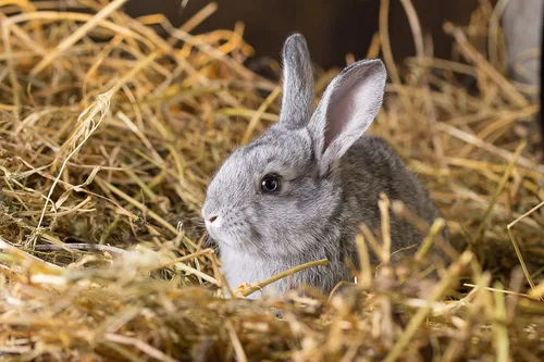 Miniatura 2 de Paja 100% natural prémium para ropa de cama de animales, mantillo de jardín, abono y fertilizante, y cubierta de césped (8 libras)