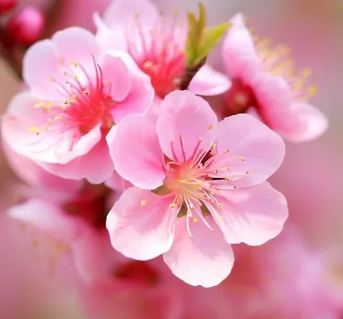 Prunus persica Lovell (Melocotón, Melocotón Lovell) Semillas de árbol, atractivas, llamativas flores rosadas, frutas comestibles, semillas de