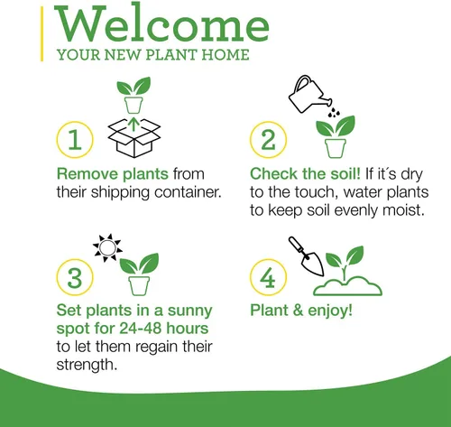 Miniatura 10 de Bonnie Plants Plantas vegetales vivas de pimiento verde, paquete de 4, sin OMG, plantas de 2 a 3 pies, tamaño de pimienta de 4.5 x 4 pulgadas