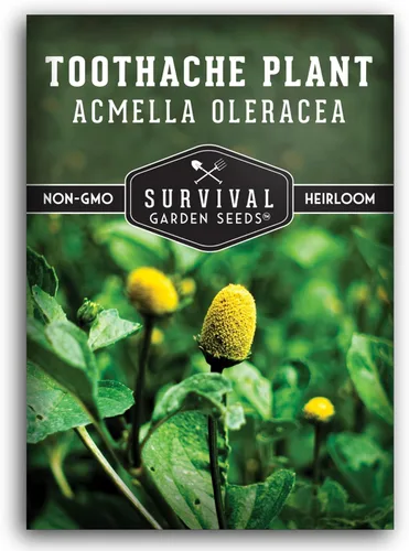 Acmella Oleracea Spilanthes - Semillas de plantas para el dolor de muelas para plantar, botón de zumbido, hierba medicinal eléctrica y flor
