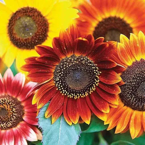 Autumn Beauty - Semillas de girasol para plantar | Más de 50 semillas | Colores vibrantes de otoño, girasoles de finales de temporada |