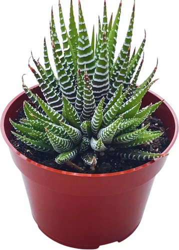 Haworthia Super Fasciata - Suculentas vivas de 4 pulgadas, plantas suculentas vivas completamente arraigadas para decoración del hogar y la oficina,